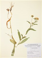 藏品(紫菀屬)的圖片